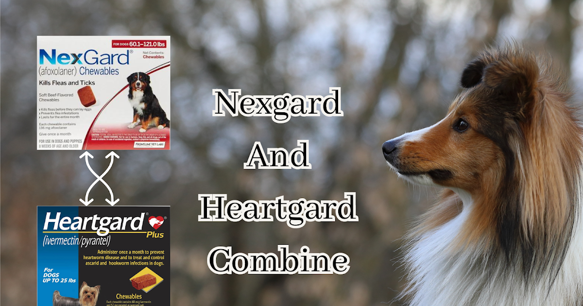 can-you-give-nexgard-and-heartgard-plus-together-know-all-about-this